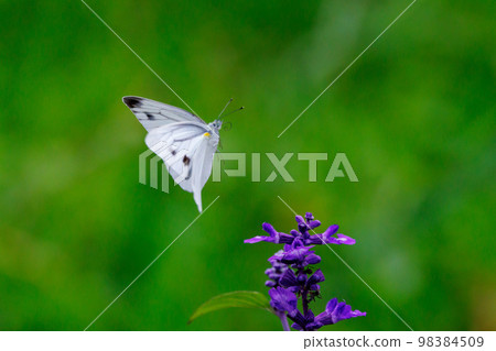 A white fairy fluttering and fluttering, a cabbage white butterfly 98384509