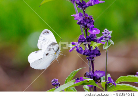 A white fairy fluttering and fluttering, a cabbage white butterfly 98384511