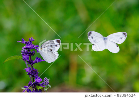 A white fairy fluttering and fluttering, a cabbage white butterfly A white fairy fluttering and fluttering, a cabbage white butterfly 98384524