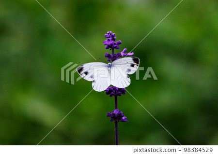 A white fairy fluttering and fluttering, a cabbage white butterfly 98384529