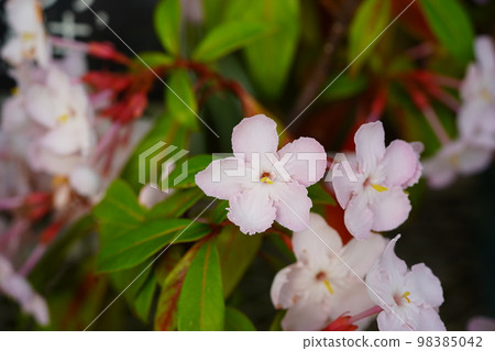 露庫利亞紅藤 98385042