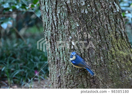 藍鳥,Ruribitaki 藍鳥,Ruribitaki 98385180
