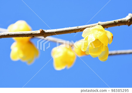 Rowbai (wax plum) 98385295