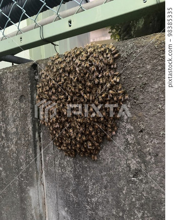 Honey bee split bee ball 98385335