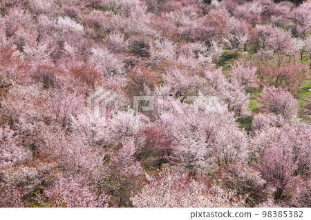 Late spring arrival Daiyama cherry blossoms at Sakuratoge in Kitashiobara village Late spring arrival Daiyama cherry blossoms at Sakuratoge in Kitashiobara village 98385382