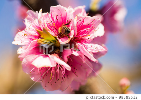 macro photography bees collect honey from the flowers of peach tree 98385512