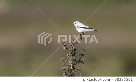 White monjita, xolmis irupero, perched, Patagonia Argentina White monjita, xolmis irupero, perched, Patagonia Argentina 98385591