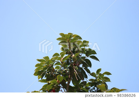 Camellia tree and spring sky 98386026