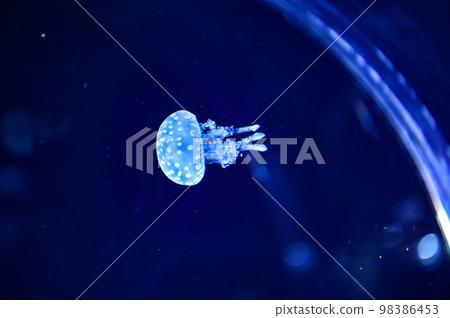 [Osaka] At Kaiyukan at night, I was able to see different creatures from the daytime. jellyfish 98386453