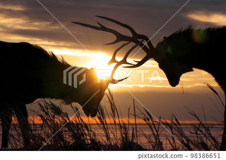 Nodhalo Peninsula Narawara 98386651