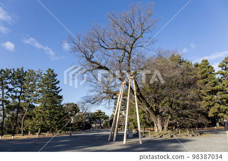 京都御苑 清水穀 冬天 京都御苑 清水穀 冬天 98387034