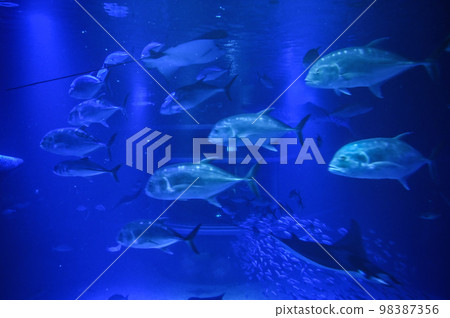 [Osaka] At Kaiyukan at night, I was able to see different creatures from the daytime. 98387356