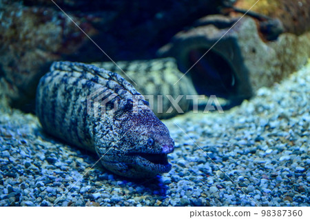 [Osaka] At Kaiyukan at night, I was able to see different creatures from the daytime. Moray eel 98387360
