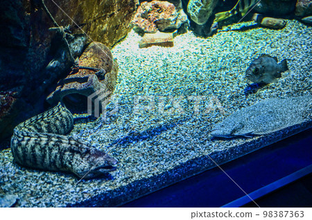 [Osaka] At Kaiyukan at night, I was able to see different creatures from the daytime. Moray eel and flounder 98387363