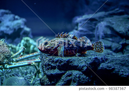 [Osaka] At Kaiyukan at night, I was able to see different creatures from the daytime. Rockfish and crab 98387367