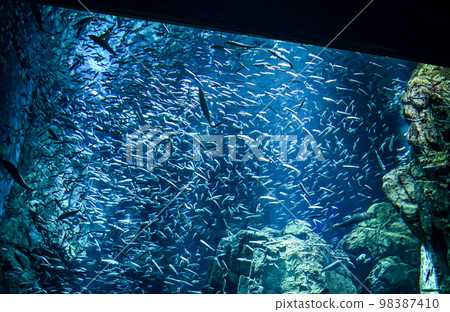 [大阪] 晚上在海遊館，我能夠看到與白天不同的生物。沙丁魚 98387410