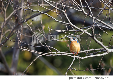 Ruri-colored popular kingfisher Ruri-colored popular kingfisher 98387460