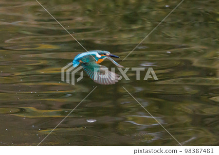 Ruri-colored popular kingfisher 98387481