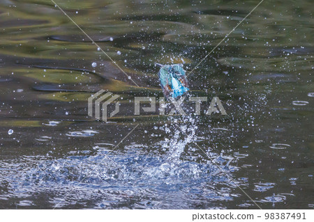 Ruri-colored popular kingfisher 98387491