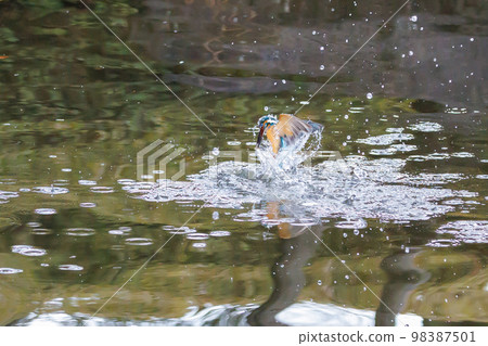 Ruri-colored popular kingfisher 98387501