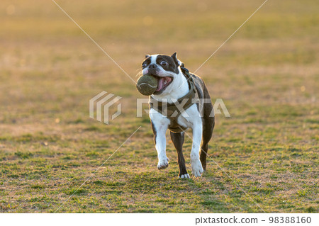 boston terrier playing ball boston terrier playing ball 98388160