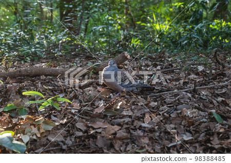 東京明治神宮森林裡的鴿子 東京明治神宮森林裡的鴿子 98388485