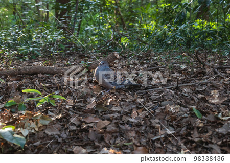 東京明治神宮森林裡的鴿子 東京明治神宮森林裡的鴿子 98388486