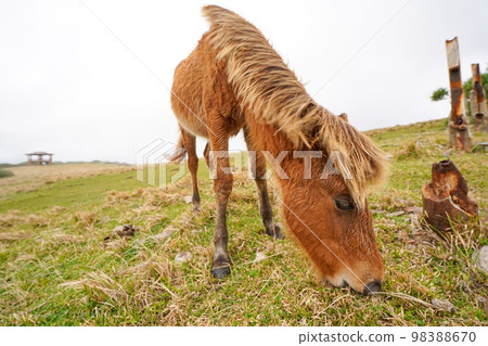 Yonaguni horse Yonaguni horse 98388670