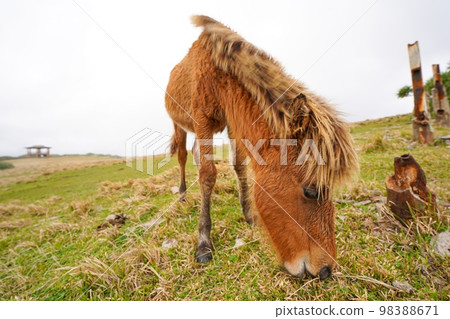 Yonaguni horse Yonaguni horse 98388671