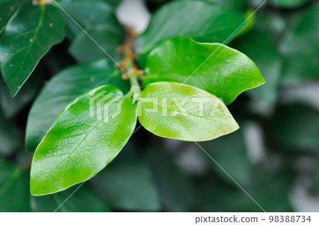 ficus pumila or climbing fig 98388734