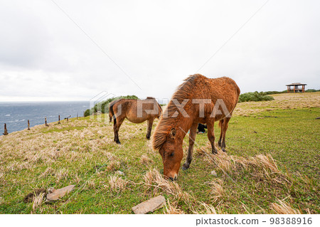 Yonaguni horse 98388916