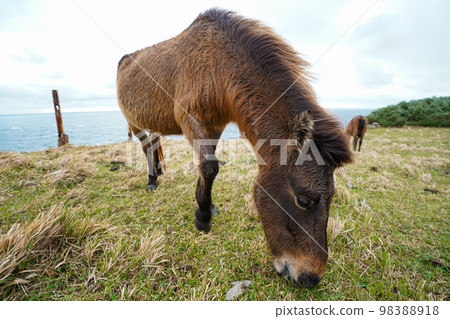 Yonaguni horse 98388918