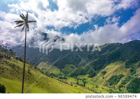 Cocora palm valley in Colombia in South America 98389474
