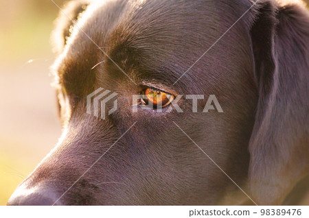 Dog's eyes. Labrador retriever muzzle close-up. Puppy in the sunshine. Dog's eyes. Labrador retriever muzzle close-up. Puppy in the sunshine. 98389476