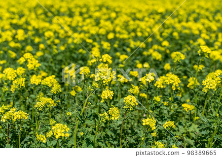 Blooming yellow rapefield in spring 98389665