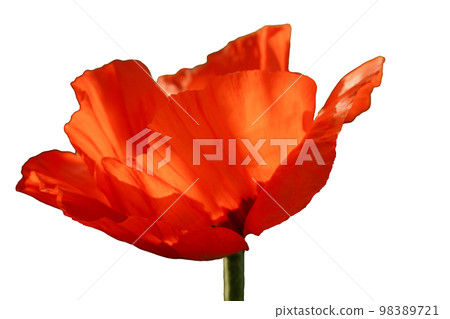 Poppy red flower isolated on a white background. Isolate inflorescence of garden poppy. Totally open flower. 98389721