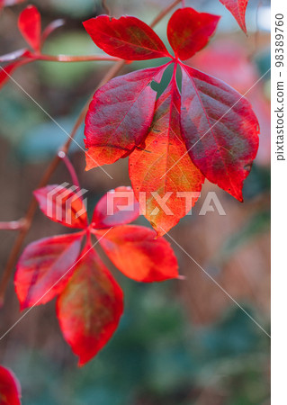 Foliage. Autumn leaves background. Macro shot of ivy leaves turning red. Foliage. Autumn leaves background. Macro shot of ivy leaves turning red. 98389760