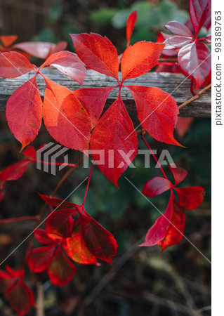 Foliage. Autumn leaves background. Macro shot of ivy leaves turning red. Foliage. Autumn leaves background. Macro shot of ivy leaves turning red. 98389763
