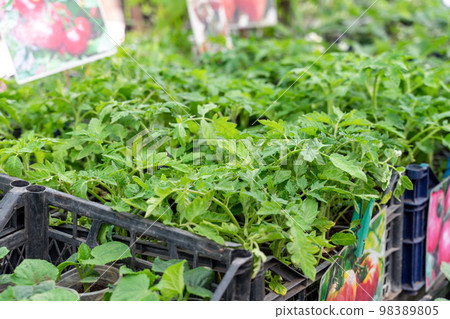 Young tomato seedlings each seedling in a separate cup, box on the market. Young tomato seedlings each seedling in a separate cup, box on the market. 98389805