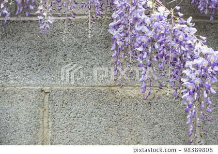 glycine with purple flowers panicles in full bloom before a blue sky. Natural home decoration with Lila wisteria flower. Big wisteria tree. 98389808