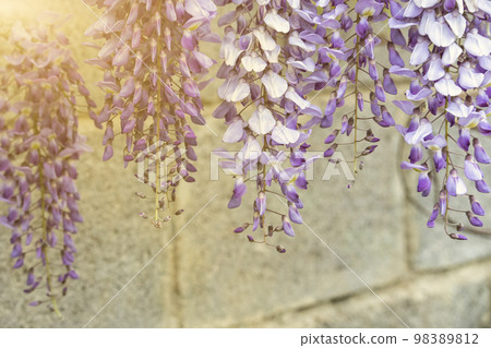 glycine with purple flowers panicles in full bloom before a blue sky. Natural home decoration with Lila wisteria flower. Big wisteria tree. glycine with purple flowers panicles in full bloom before a blue sky. Natural home decoration with Lila wisteria flower. Big wisteria tree. 98389812