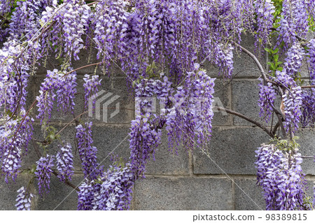 glycine with purple flowers panicles in full... - Stock Photo [98389815] -  PIXTA