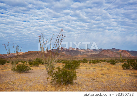 Cactus in Mexico 98390758