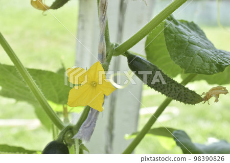 A green cucumber fruit on a branch in a greenhouse in summer. Green cucumber. Growing cucumbers. A green cucumber fruit on a branch in a greenhouse in summer. Green cucumber. Growing cucumbers. 98390826