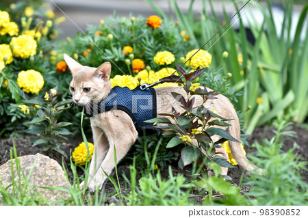 Young Abyssinian cat color Faun with a leash walking around the yard. Pets walking outdoors, adventures n the Park. 98390852