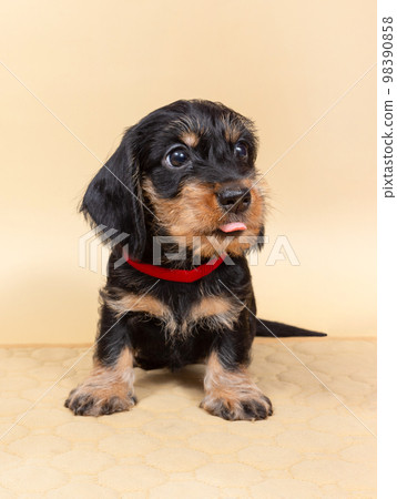 small wire-haired dachshund puppy on a light background. Portrait of dog. small wire-haired dachshund puppy on a light background. Portrait of dog. 98390858