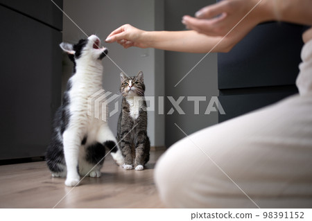 jealous cat watching other cat getting fed with snacks jealous cat watching other cat getting fed with snacks 98391152