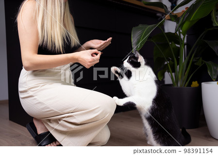 pet owner feeding snack to cat pet owner feeding snack to cat 98391154