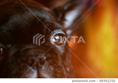 Close Up Eye Of Young Black French Bulldog Dog Puppy In Soft Sunlight. Funny Puppy Dog. Black Dog 98391250