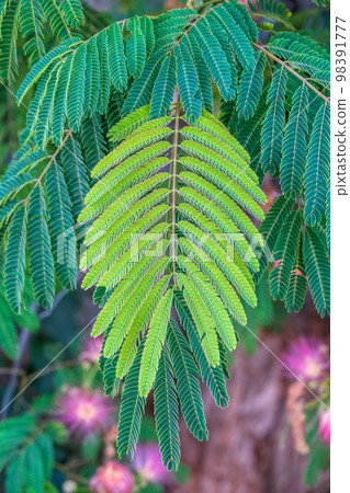 Close up of Mimosa tree leaves and leaflets. Albizia julibrissin tree flower, Close up of Mimosa tree leaves and leaflets. Albizia julibrissin tree flower, 98391777